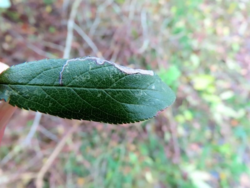 Stigmella plagicolella