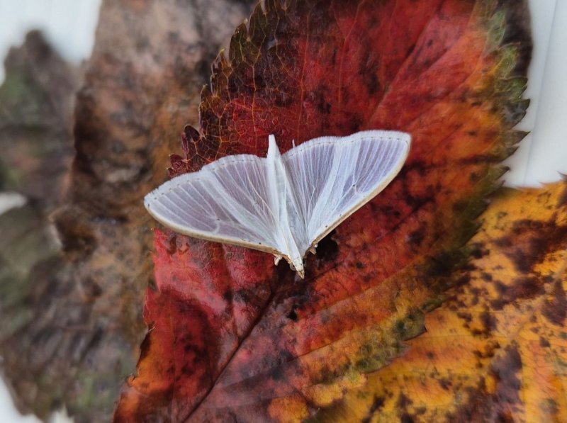 Palpita vitrealis