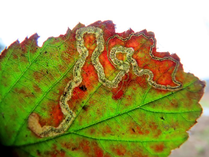 Stigmella aurella