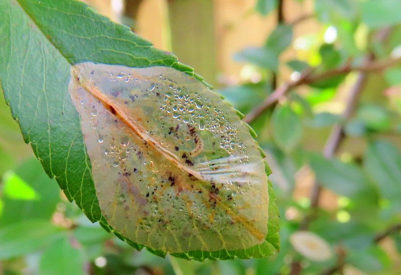 Phyllonorycter leucographella