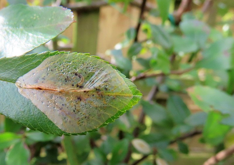 Phyllonorycter leucographella
