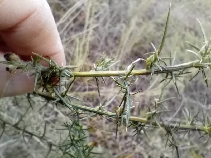 Phyllonorycter ulicicolella