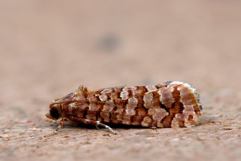 Lozotaeniodes formosana