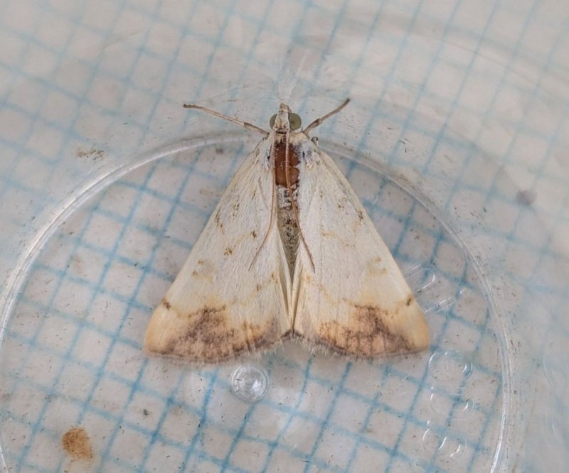 Evergestis extimalis