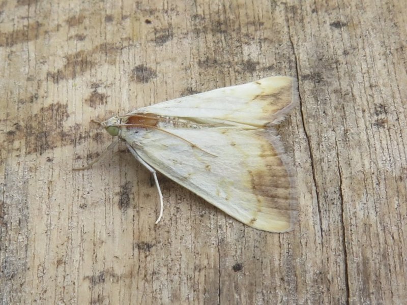 Evergestis extimalis