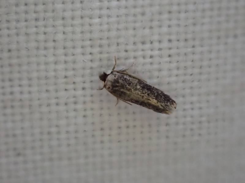 Zimmermannia atrifrontella