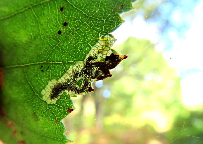 Ectoedemia minimella