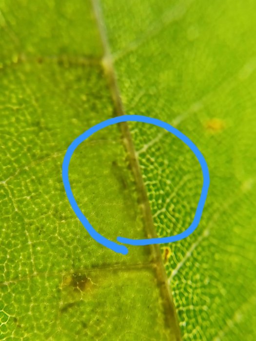 Phyllonorycter platani
