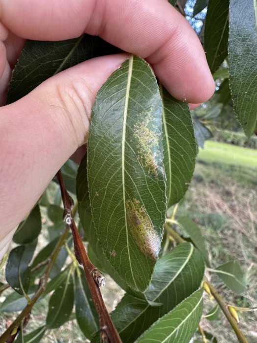 Phyllonorycter pastorella