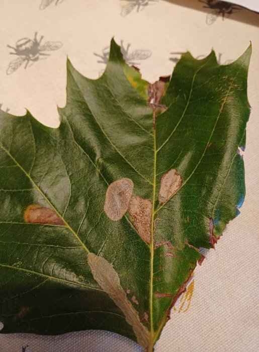 Phyllonorycter platani