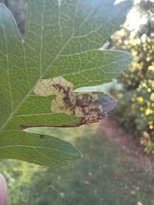 Ectoedemia atricollis