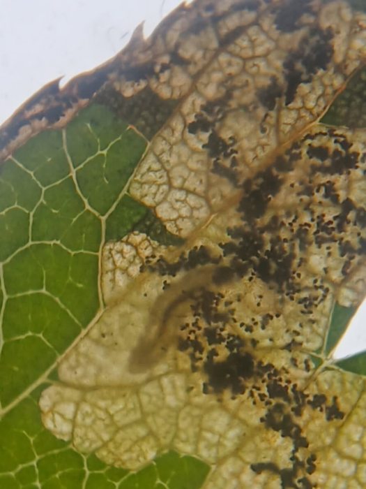 Ectoedemia atricollis