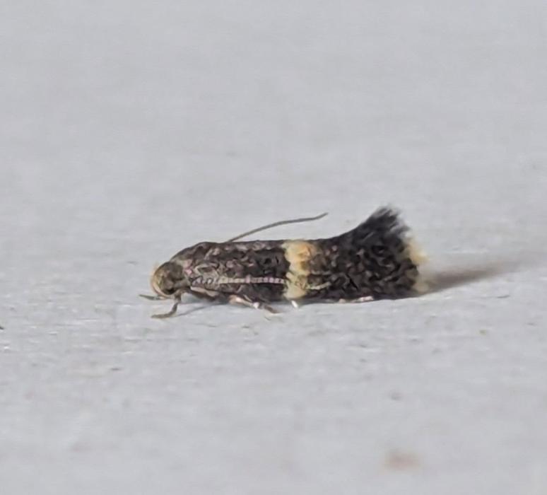 Elachista bisulcella - 28th July 2026 - Staveley - Sid Morris