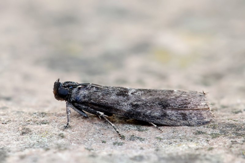 Pyla fusca - 3rd August 2026 - Chaddesden - Martin Roome