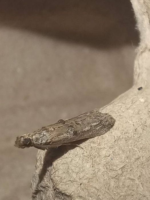 Nephopterix angustella - 2nd VC57 Record - 3rd August 2026 - Normanton, Derby - Andrew-John Shervill