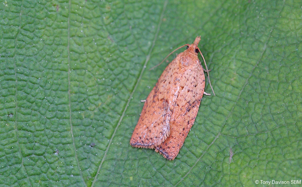 Acleris ferrugana