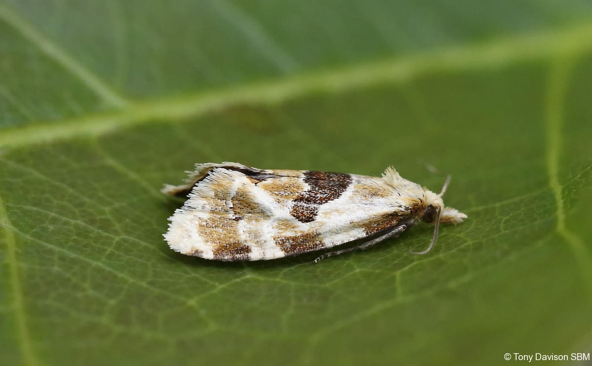 Aethes rubigana