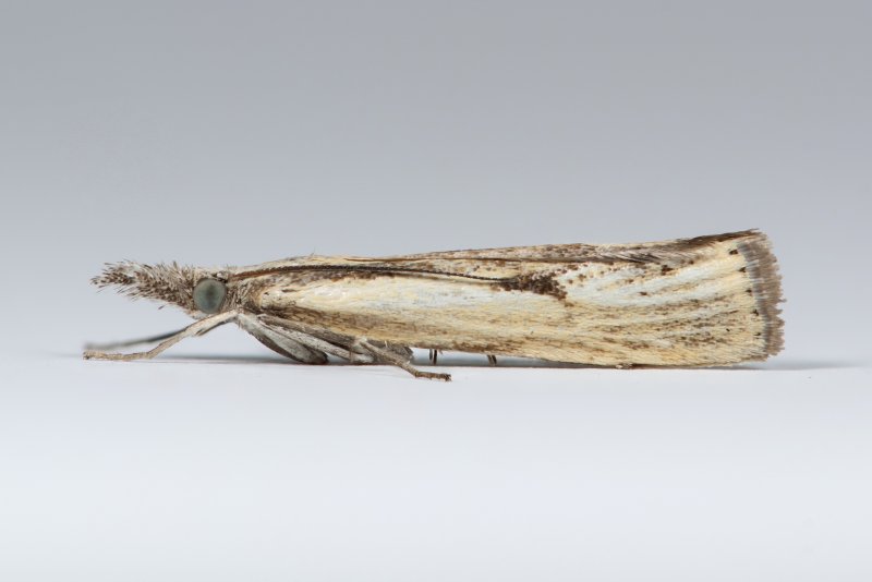 Agriphila_inquinatella_HS_24_07_2026