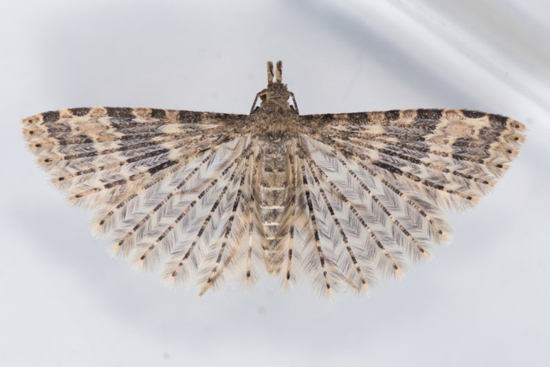 Alucita hexadactyla