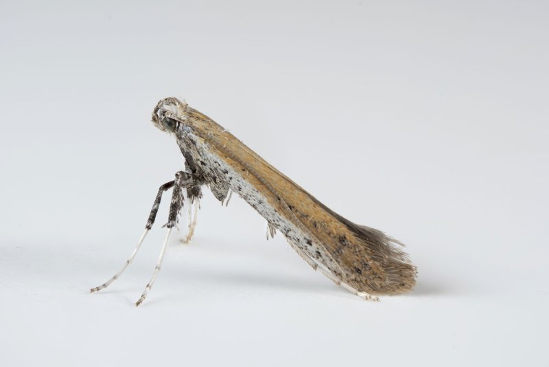 Aspilapteryx tringipenella - 24th July 2026 - Glossop - Christian Heintzen