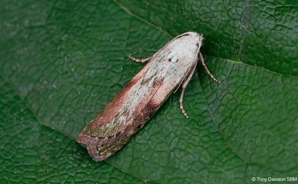 Aphomia sociella