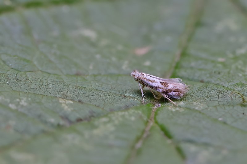 Bucculatrix bechsteinella