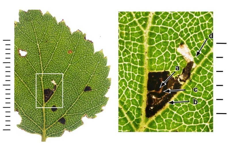 Bucculatrix demaryella - 29th Aug 2025 -Longdendale - Christian Heintzen - On Birch