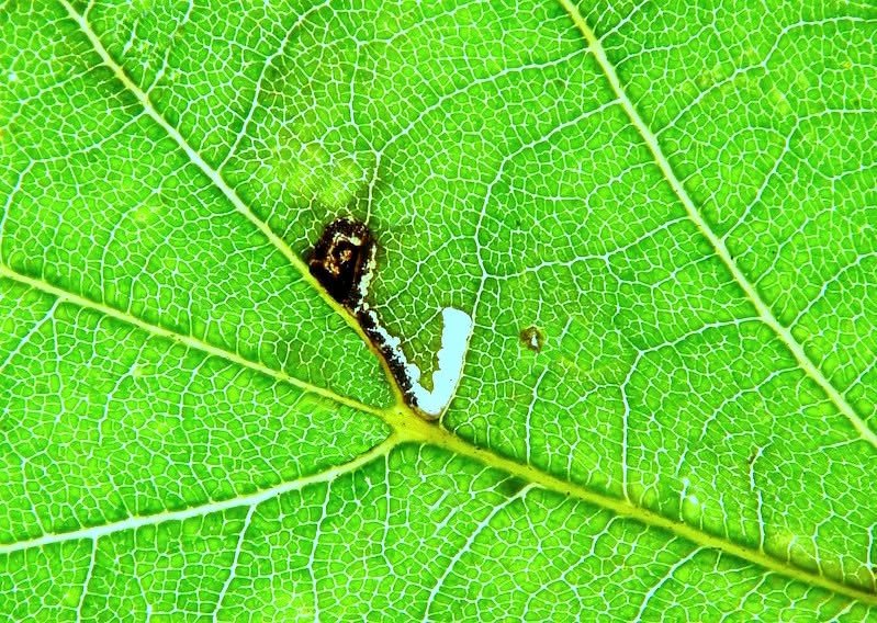 Bucculatrix ulmifoliae - leaf mine on elm - 5th August 2026 - Wyver Lane, Belper - Dave Evans - a first VC57 record