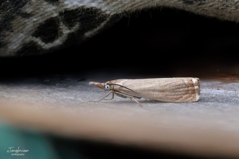 Chrysoteuchia culmella