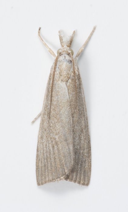 Calamotropha_paludella_GH_27_07_2026