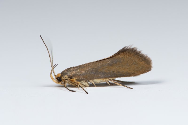 Crassa_unitella_Lees_Hall_Long_Clough_22_07_2026