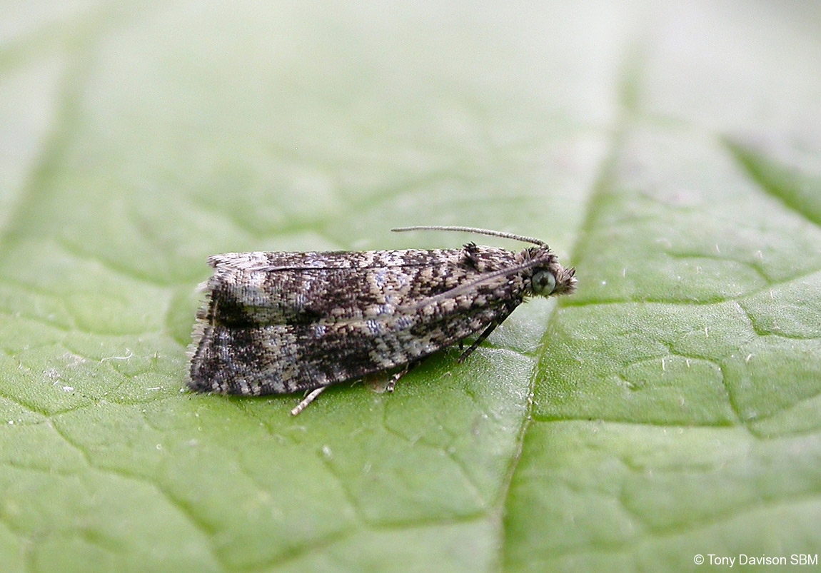 Celypha lacunana