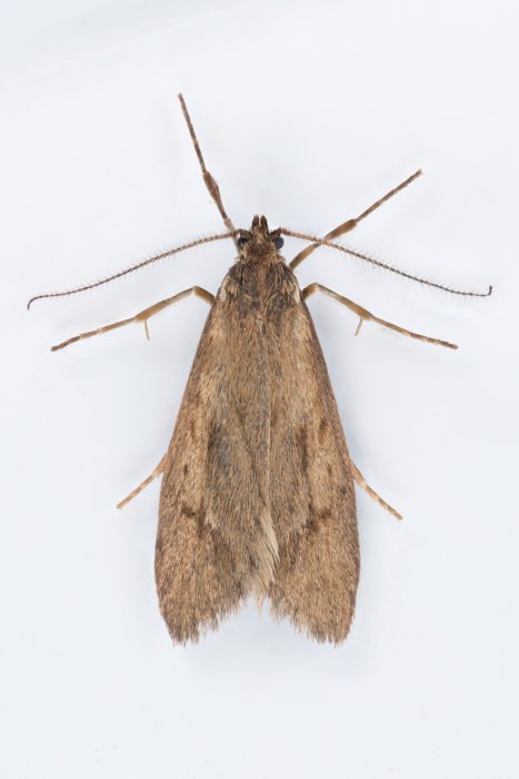 Diurnea lipsiella