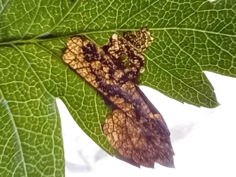 Ectoedemia atricollis