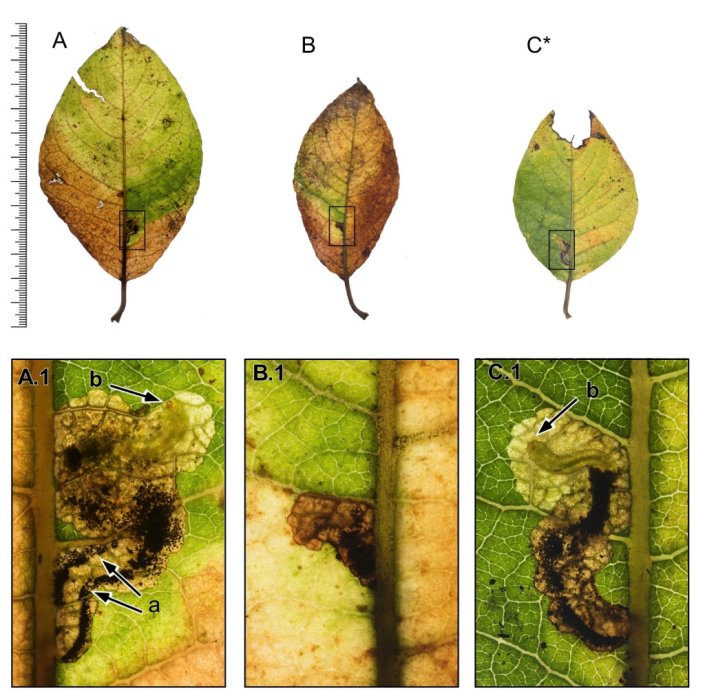 Ectoedemia intimella