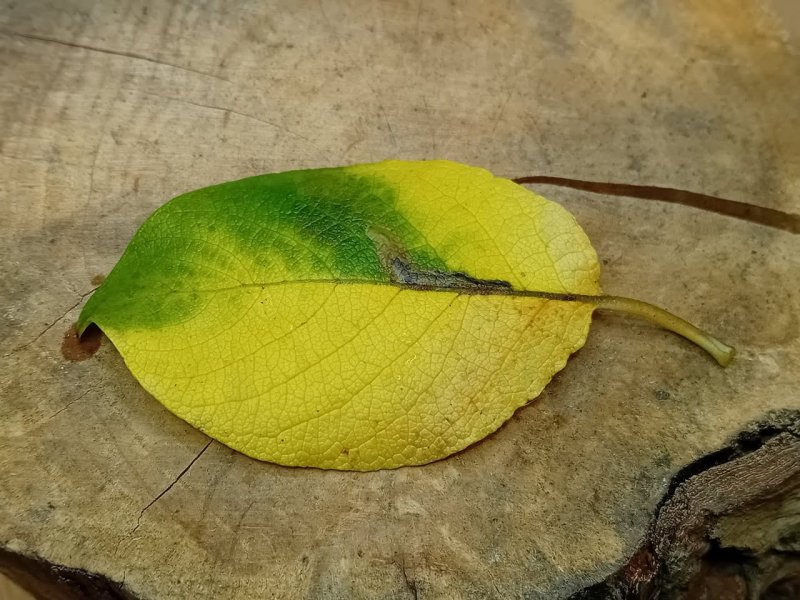 Ectoedemia intimella