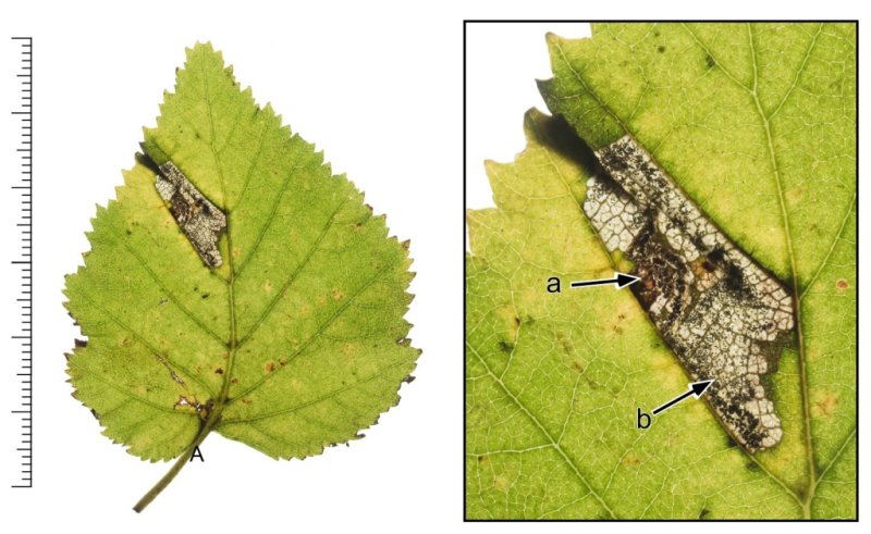 Ectoedemia minimella