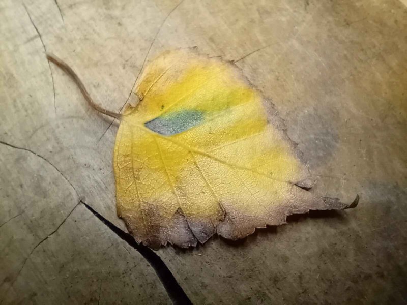 Ectoedemia minimella