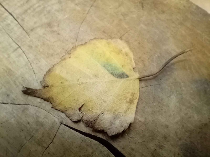 Ectoedemia minimella