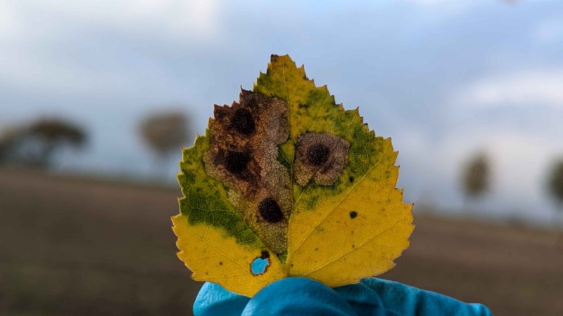 Ectoedemia occultella