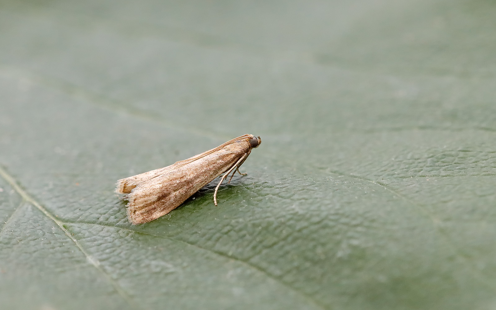 Ephestia woodiella