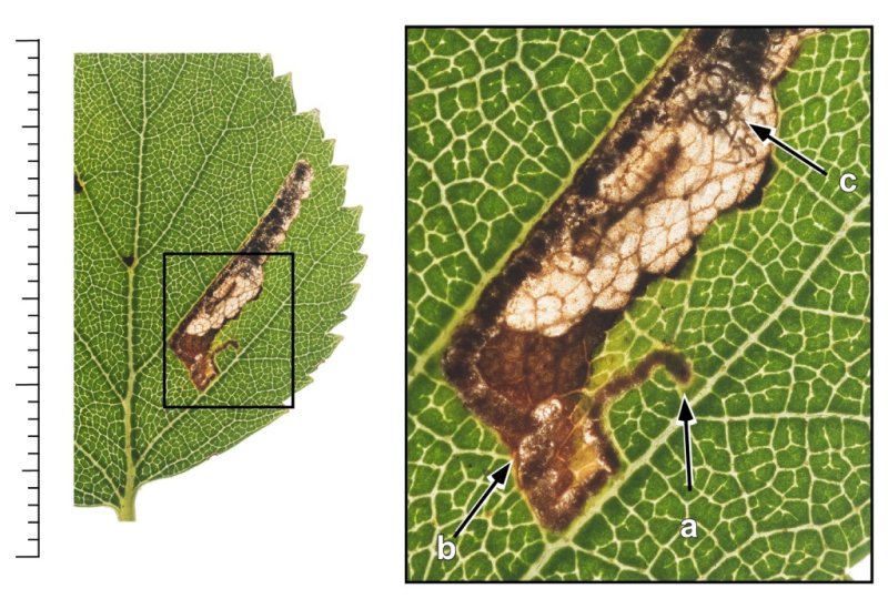 Eriocrania sparrmannella - 29th Aug 2025 - Longdendale - Christian Heintzen