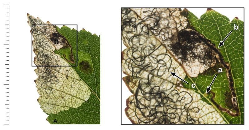 Eriocrania sparrmannella - 28th Aug 2025 -Glossop, Gnat Hole - Christian Heintzen - On Birch