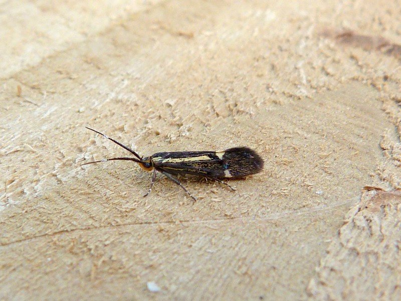 Esperia sulphurella
