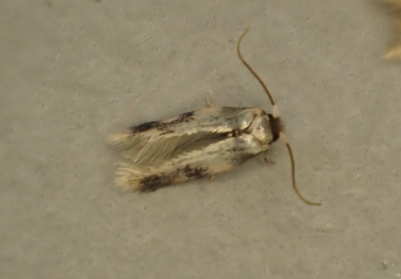 Etainia decentella
