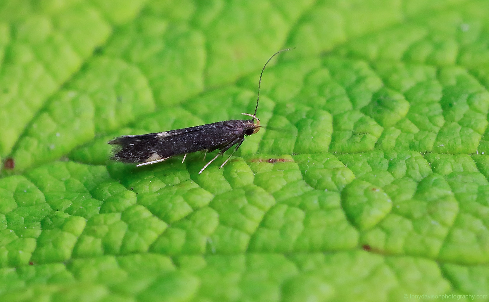 Oxypteryx atrella