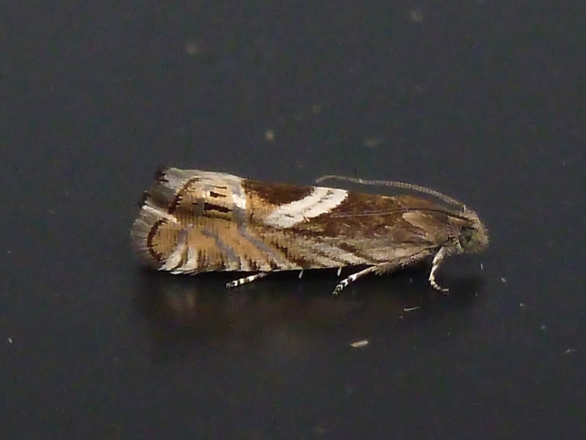 Grapholita jungiella