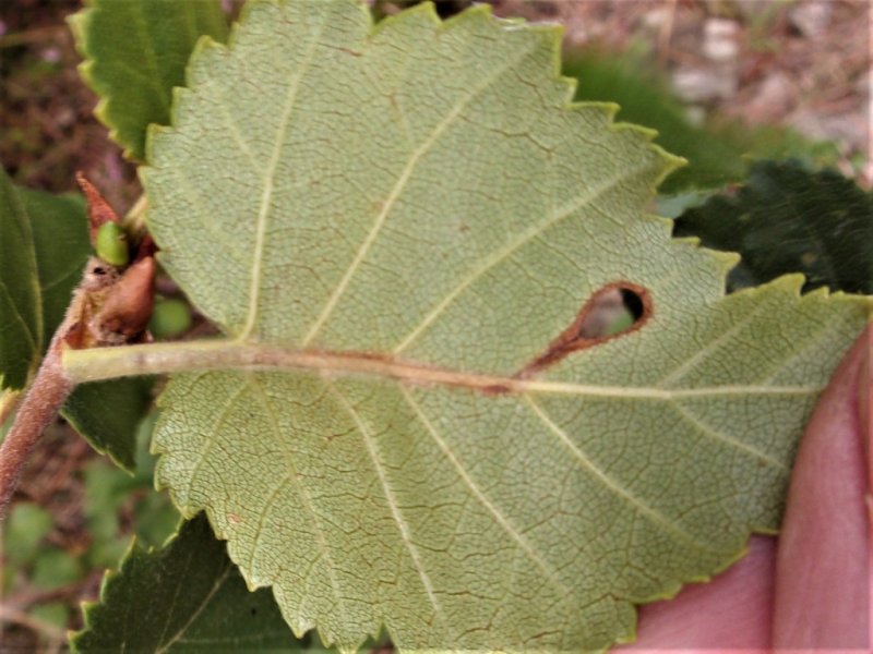 Heliozela hammoniella