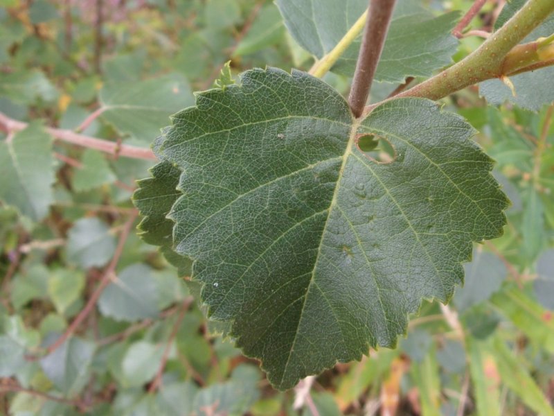 Heliozela hammoniella