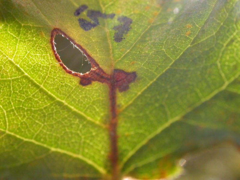 Heliozela hammoniella